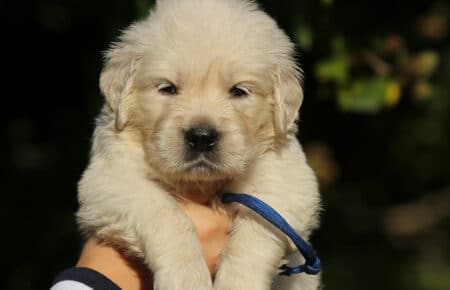 MAFALDA CUCCIOLI DI GOLDEN RETRIEVER SAN NICOLO 8692