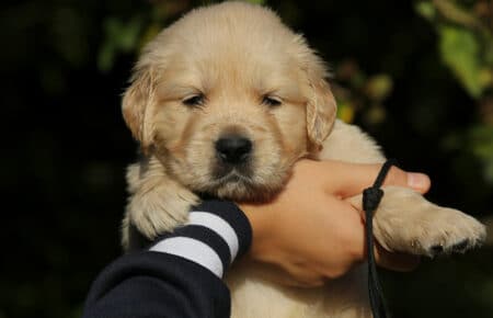 MAFALDA CUCCIOLI DI GOLDEN RETRIEVER SAN NICOLO 8697
