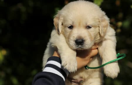 MAFALDA CUCCIOLI DI GOLDEN RETRIEVER SAN NICOLO 8701
