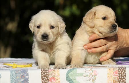 MAFALDA CUCCIOLI DI GOLDEN RETRIEVER SAN NICOLO 8707
