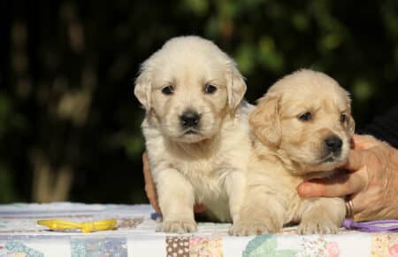 MAFALDA CUCCIOLI DI GOLDEN RETRIEVER SAN NICOLO 8708