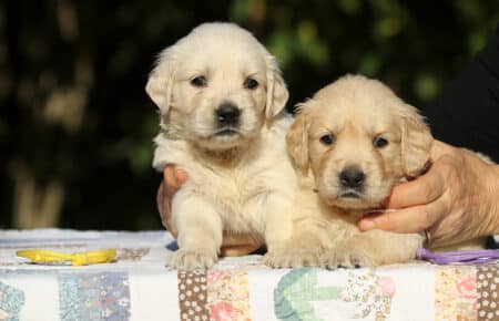 MAFALDA CUCCIOLI DI GOLDEN RETRIEVER SAN NICOLO 8710
