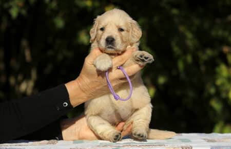 MAFALDA CUCCIOLI DI GOLDEN RETRIEVER SAN NICOLO 8713