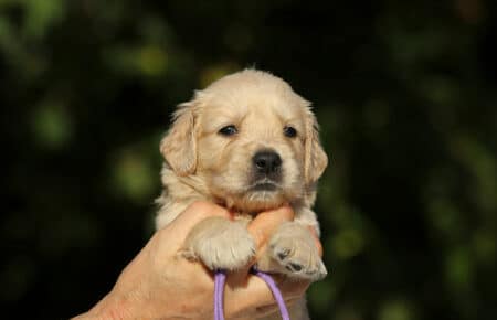 MAFALDA CUCCIOLI DI GOLDEN RETRIEVER SAN NICOLO 8717
