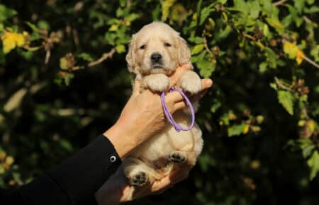 MAFALDA CUCCIOLI DI GOLDEN RETRIEVER SAN NICOLO 8720