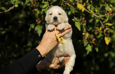 MAFALDA CUCCIOLI DI GOLDEN RETRIEVER SAN NICOLO 8722