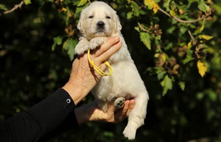 MAFALDA CUCCIOLI DI GOLDEN RETRIEVER SAN NICOLO 8723