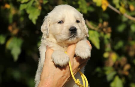 MAFALDA CUCCIOLI DI GOLDEN RETRIEVER SAN NICOLO 8724
