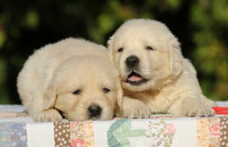 MAFALDA CUCCIOLI DI GOLDEN RETRIEVER SAN NICOLO 8727