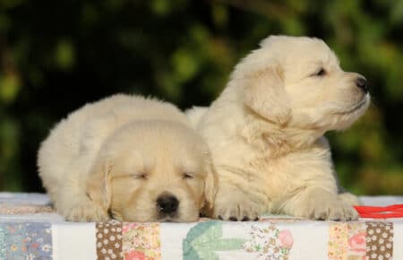 MAFALDA CUCCIOLI DI GOLDEN RETRIEVER SAN NICOLO 8728