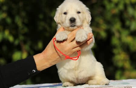 MAFALDA CUCCIOLI DI GOLDEN RETRIEVER SAN NICOLO 8733
