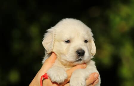 MAFALDA CUCCIOLI DI GOLDEN RETRIEVER SAN NICOLO 8736