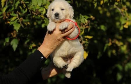 MAFALDA CUCCIOLI DI GOLDEN RETRIEVER SAN NICOLO 8738