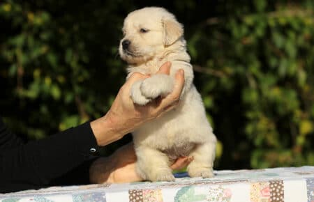MAFALDA CUCCIOLI DI GOLDEN RETRIEVER SAN NICOLO 8743