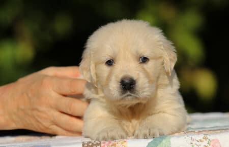 MAFALDA CUCCIOLI DI GOLDEN RETRIEVER SAN NICOLO 8747