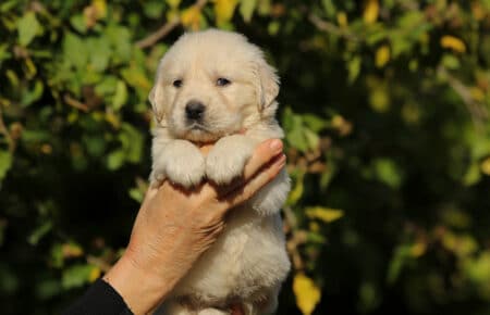 MAFALDA CUCCIOLI DI GOLDEN RETRIEVER SAN NICOLO 8749