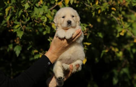 MAFALDA CUCCIOLI DI GOLDEN RETRIEVER SAN NICOLO 8752