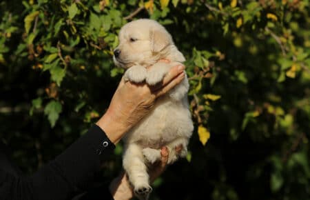 MAFALDA CUCCIOLI DI GOLDEN RETRIEVER SAN NICOLO 8753