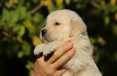 MAFALDA CUCCIOLI DI GOLDEN RETRIEVER SAN NICOLO 8754