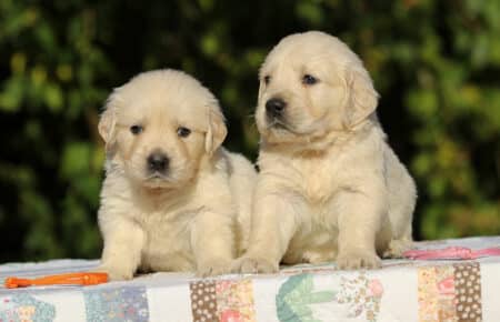 MAFALDA CUCCIOLI DI GOLDEN RETRIEVER SAN NICOLO 8758