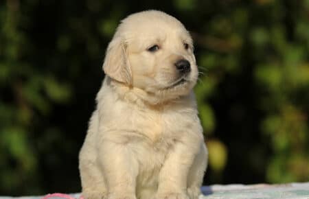 MAFALDA CUCCIOLI DI GOLDEN RETRIEVER SAN NICOLO 8762