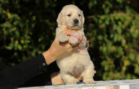 MAFALDA CUCCIOLI DI GOLDEN RETRIEVER SAN NICOLO 8764