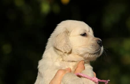 MAFALDA CUCCIOLI DI GOLDEN RETRIEVER SAN NICOLO 8766