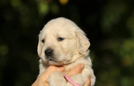 MAFALDA CUCCIOLI DI GOLDEN RETRIEVER SAN NICOLO 8767