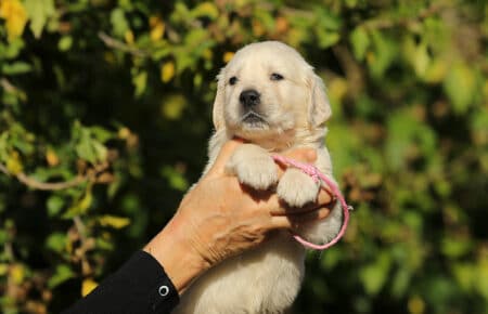 MAFALDA CUCCIOLI DI GOLDEN RETRIEVER SAN NICOLO 8770