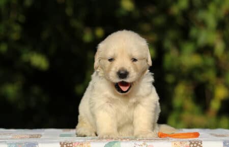 MAFALDA CUCCIOLI DI GOLDEN RETRIEVER SAN NICOLO 8775