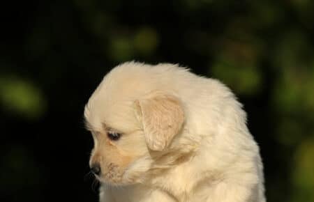 MAFALDA CUCCIOLI DI GOLDEN RETRIEVER SAN NICOLO 8778