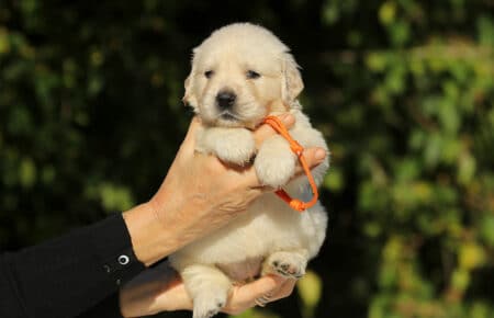 MAFALDA CUCCIOLI DI GOLDEN RETRIEVER SAN NICOLO 8783