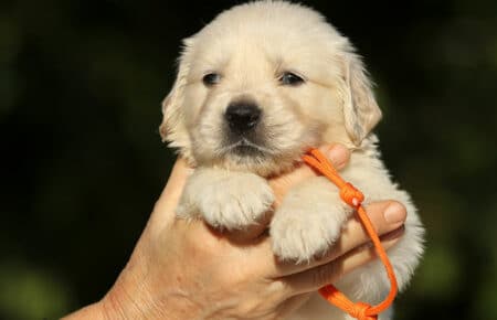 MAFALDA CUCCIOLI DI GOLDEN RETRIEVER SAN NICOLO 8785