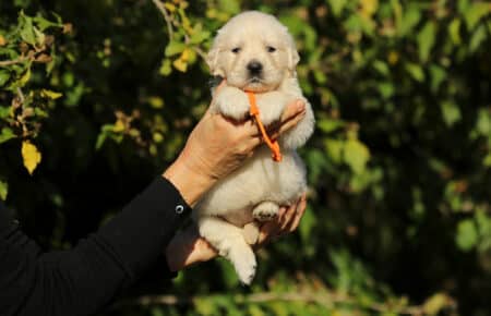 MAFALDA CUCCIOLI DI GOLDEN RETRIEVER SAN NICOLO 8791