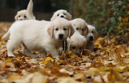 MAFALDA CUCCIOLI DI GOLDEN RETRIEVER SAN NICOLO 9243