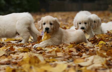 MAFALDA CUCCIOLI DI GOLDEN RETRIEVER SAN NICOLO 9246