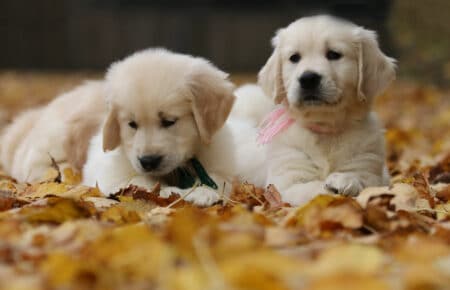 MAFALDA CUCCIOLI DI GOLDEN RETRIEVER SAN NICOLO 9249