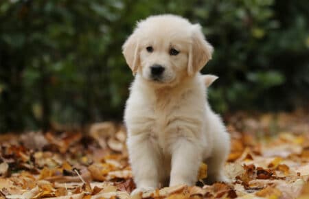 MAFALDA CUCCIOLI DI GOLDEN RETRIEVER SAN NICOLO 9251