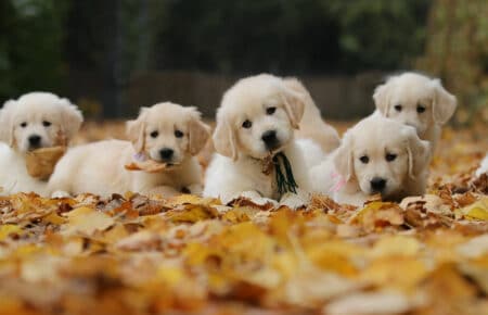 MAFALDA CUCCIOLI DI GOLDEN RETRIEVER SAN NICOLO 9252