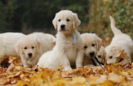 MAFALDA CUCCIOLI DI GOLDEN RETRIEVER SAN NICOLO 9254