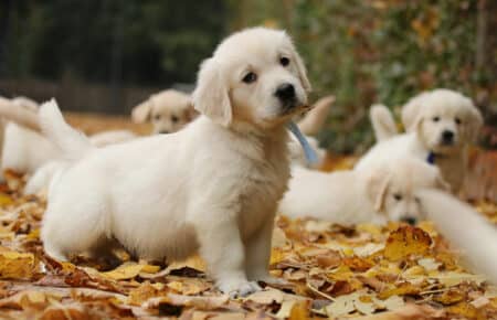 MAFALDA CUCCIOLI DI GOLDEN RETRIEVER SAN NICOLO 9261