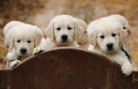 MAFALDA CUCCIOLI DI GOLDEN RETRIEVER SAN NICOLO 9279
