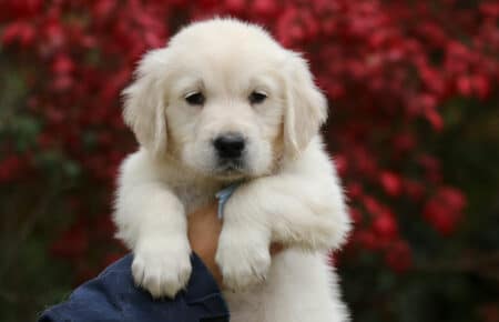 MAFALDA CUCCIOLO MASCHIO COLLARE AZZURRO DI GOLDEN RETRIEVER SAN NICOLO 9216
