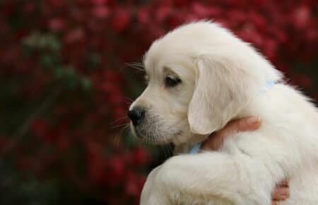 MAFALDA CUCCIOLO MASCHIO COLLARE AZZURRO DI GOLDEN RETRIEVER SAN NICOLO 9219