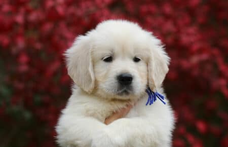 MAFALDA CUCCIOLO MASCHIO COLLARE BLU DI GOLDEN RETRIEVER SAN NICOLO 9210