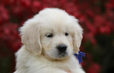 MAFALDA CUCCIOLO MASCHIO COLLARE BLU DI GOLDEN RETRIEVER SAN NICOLO 9212