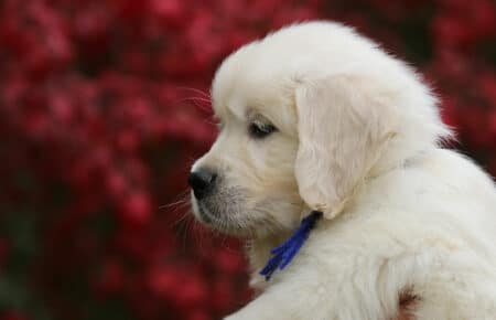 MAFALDA CUCCIOLO MASCHIO COLLARE BLU DI GOLDEN RETRIEVER SAN NICOLO 9213