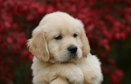 MAFALDA CUCCIOLO MASCHIO COLLARE NERO DI GOLDEN RETRIEVER SAN NICOLO 9230