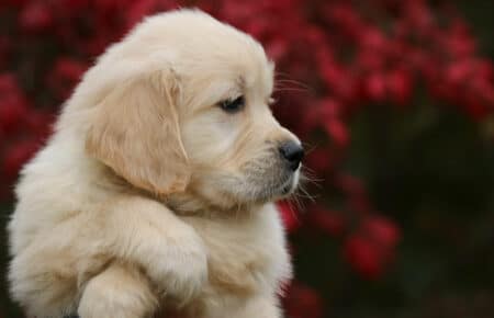 MAFALDA CUCCIOLO MASCHIO COLLARE NERO DI GOLDEN RETRIEVER SAN NICOLO 9232