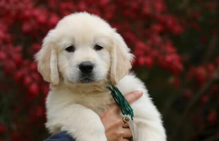 MAFALDA CUCCIOLO MASCHIO COLLARE VERDE DI GOLDEN RETRIEVER SAN NICOLO 9223